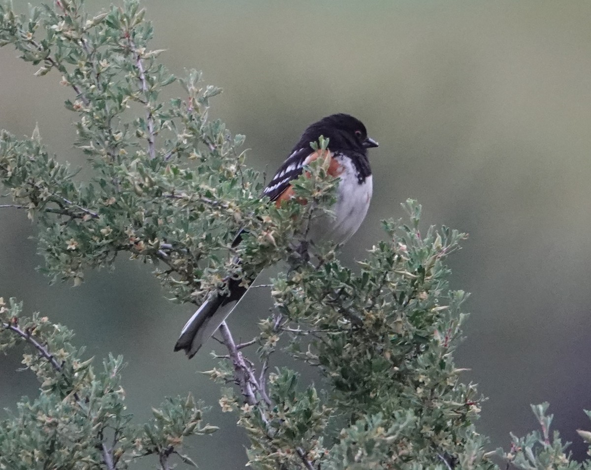 Spotted Towhee - ML619940183
