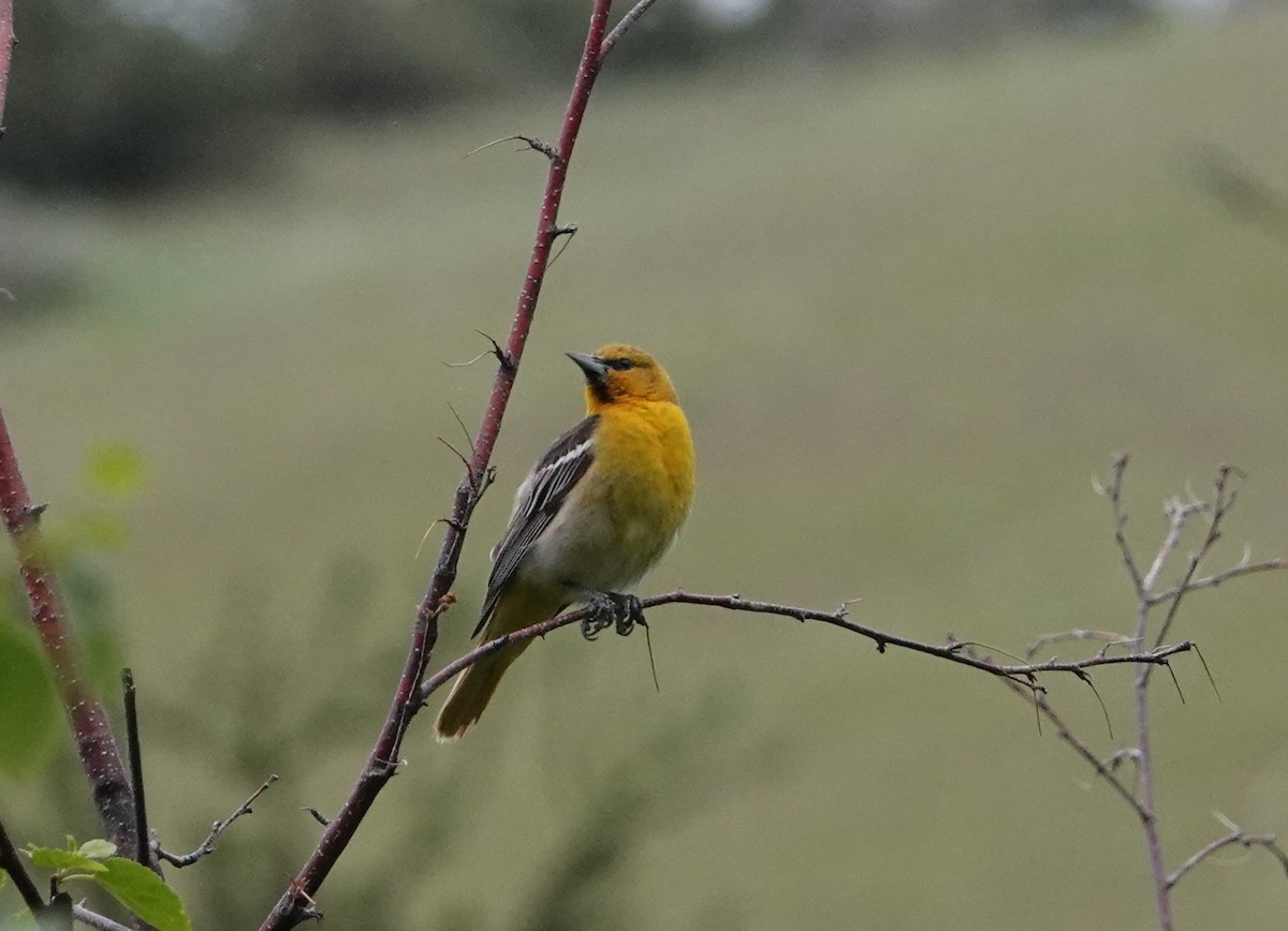 Bullock's Oriole - ML619940186