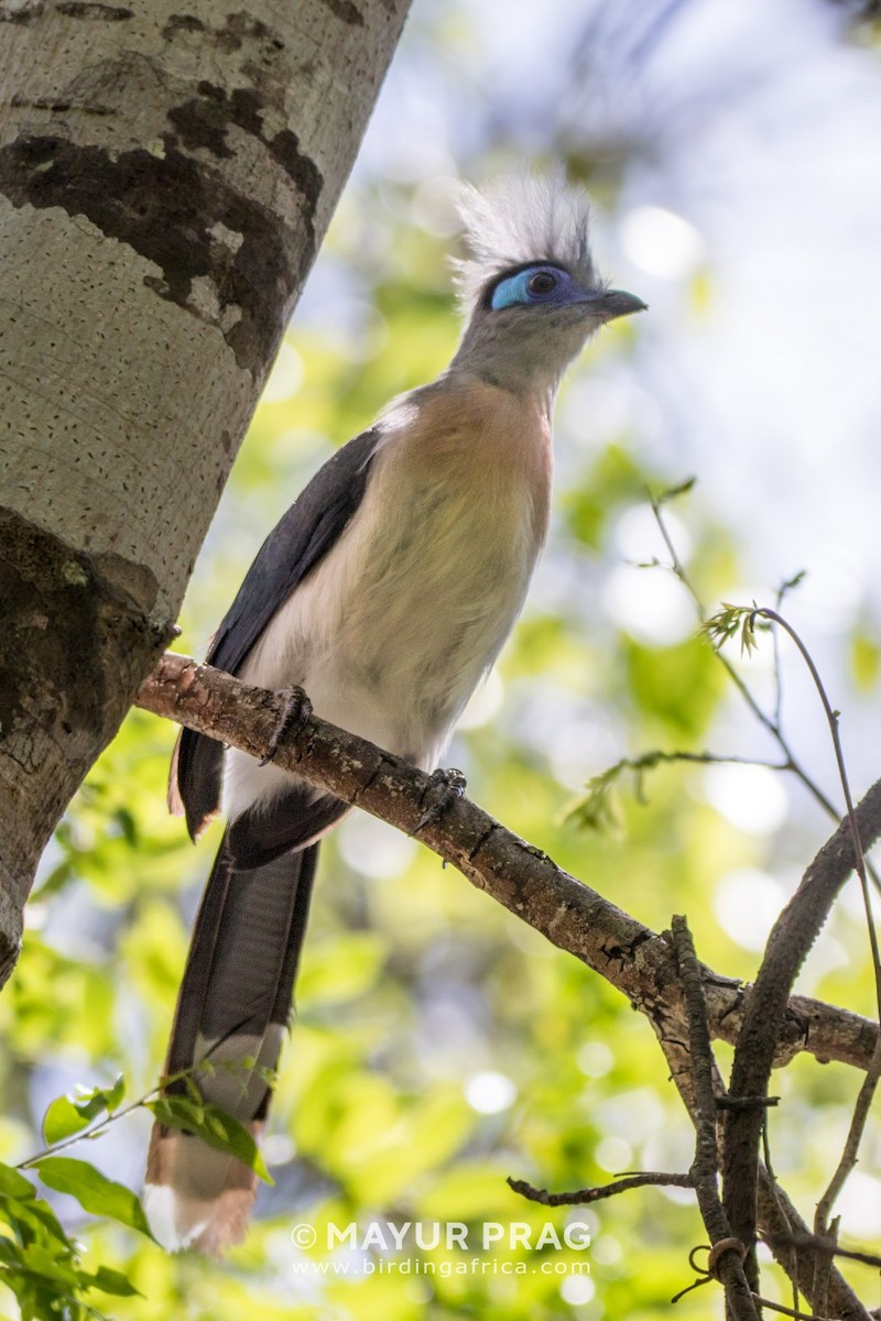 Crested Coua - ML619940194