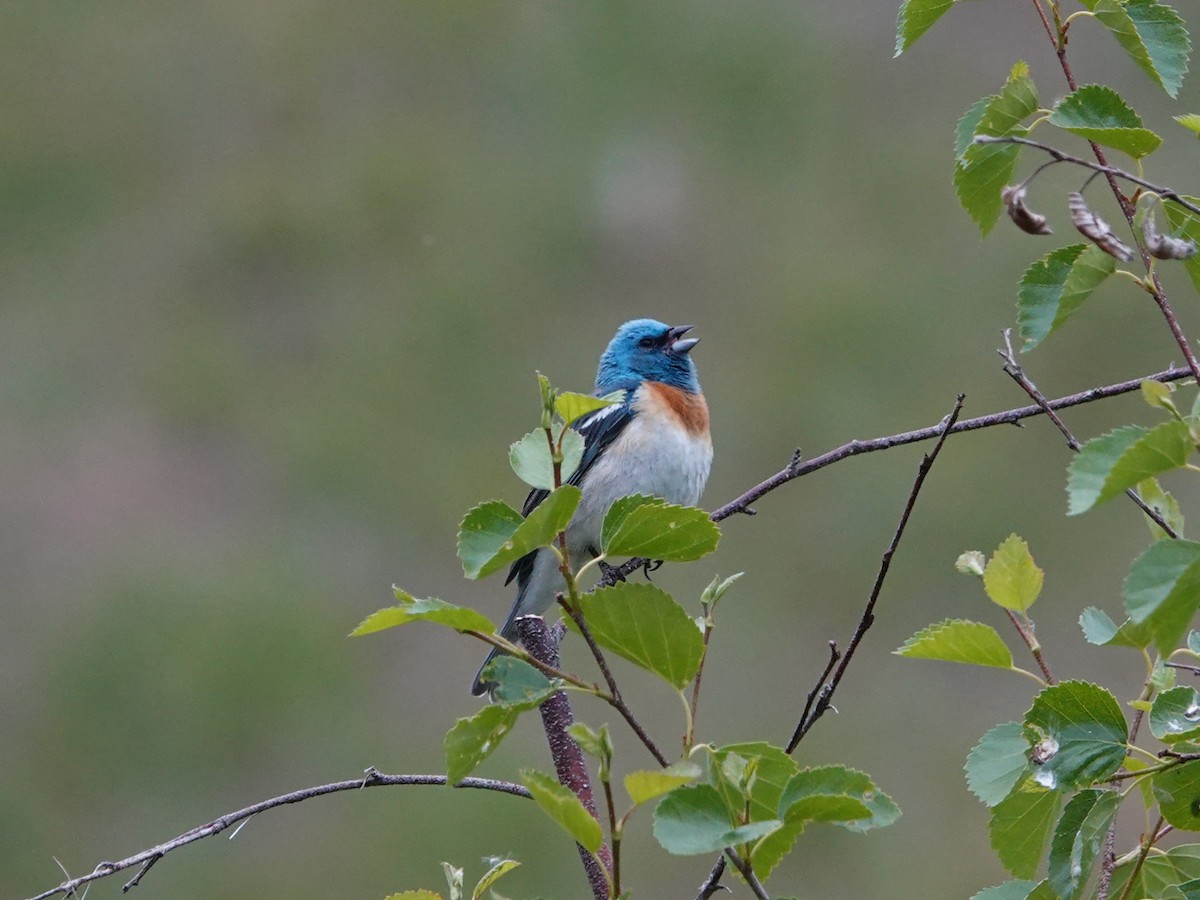 Lazuli Bunting - ML619940201