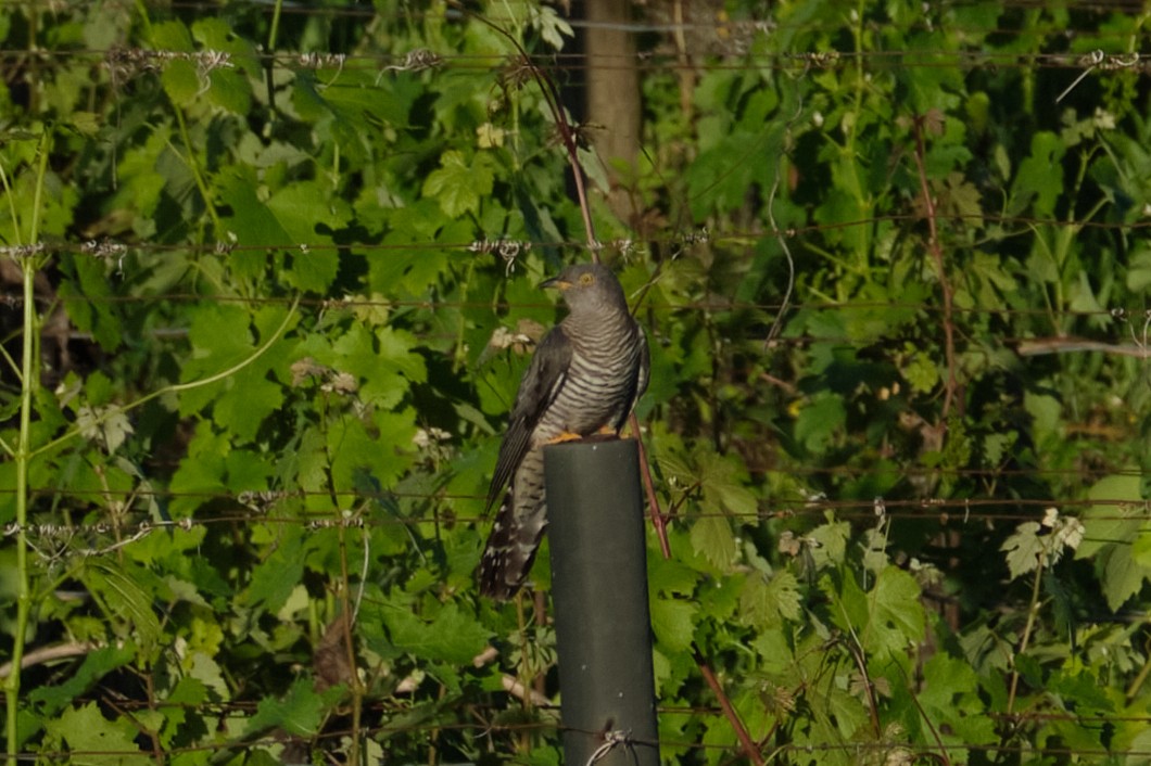 Common Cuckoo - ML619940219