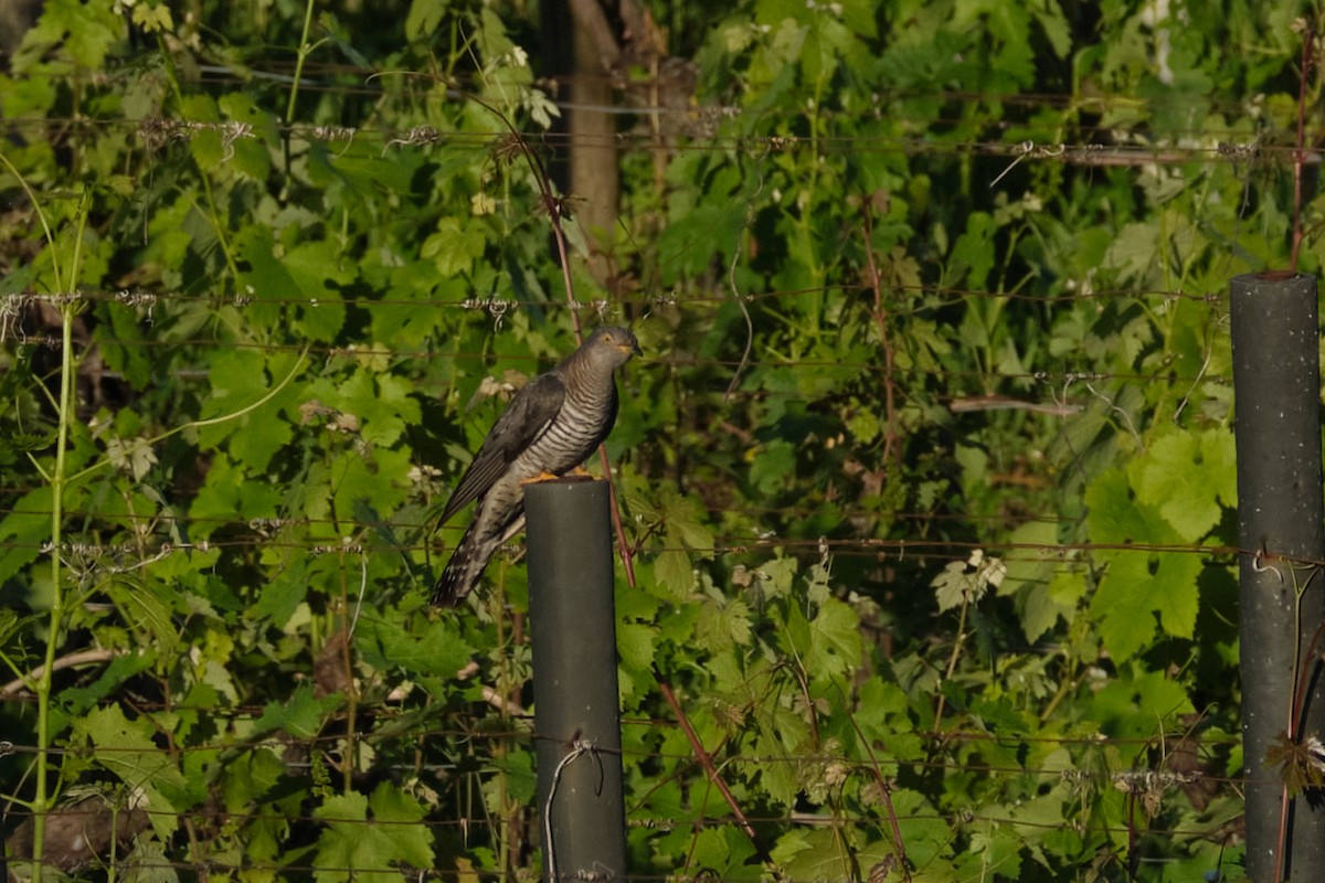 Common Cuckoo - ML619940220