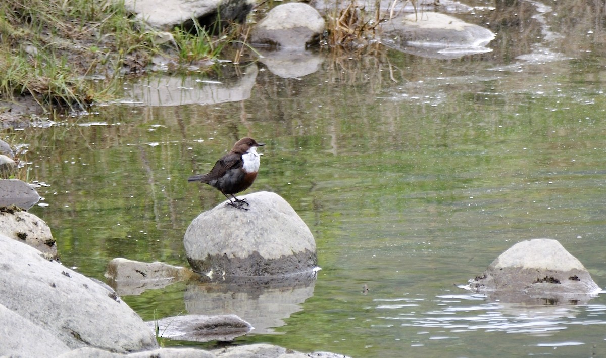 White-throated Dipper - ML619940221