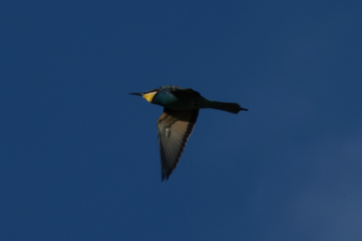 European Bee-eater - ML619940227