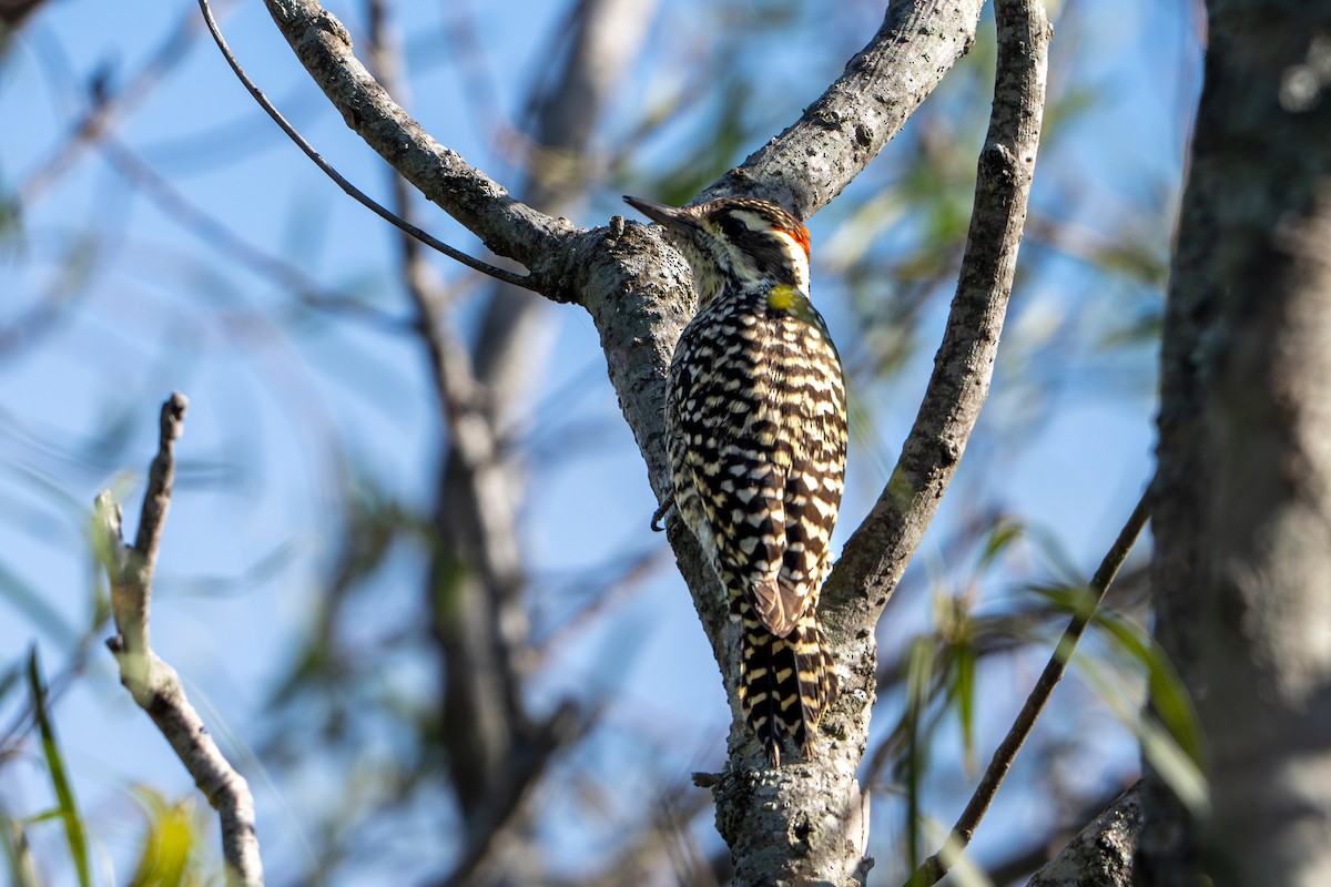 Checkered Woodpecker - ML619940236