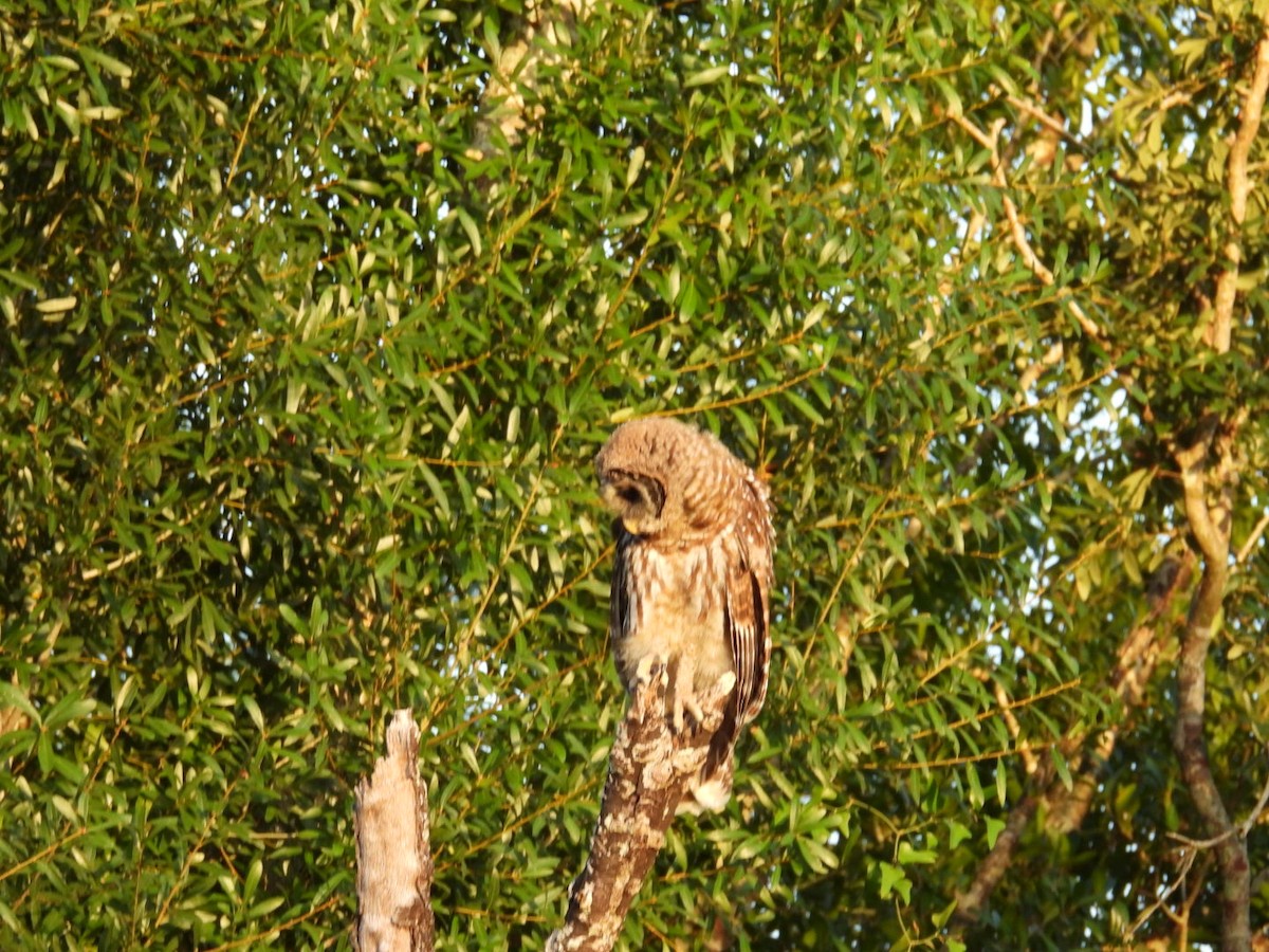 Barred Owl - ML619940240