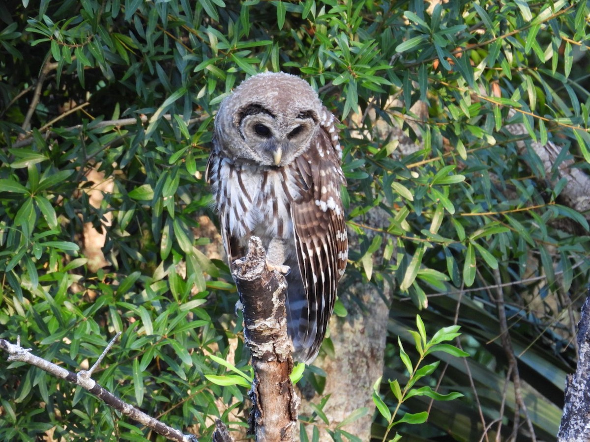 Barred Owl - ML619940241