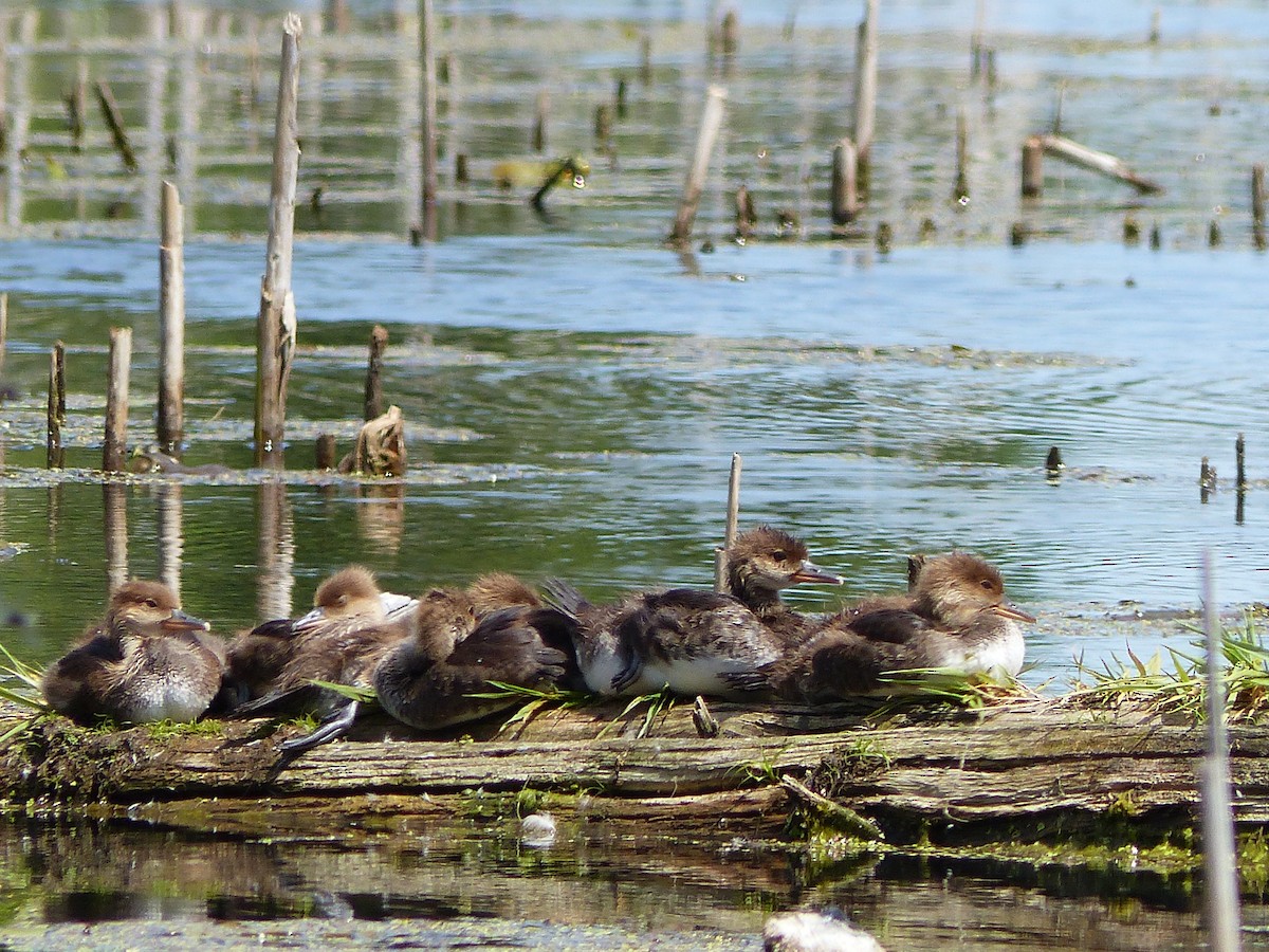 Hooded Merganser - ML619940247