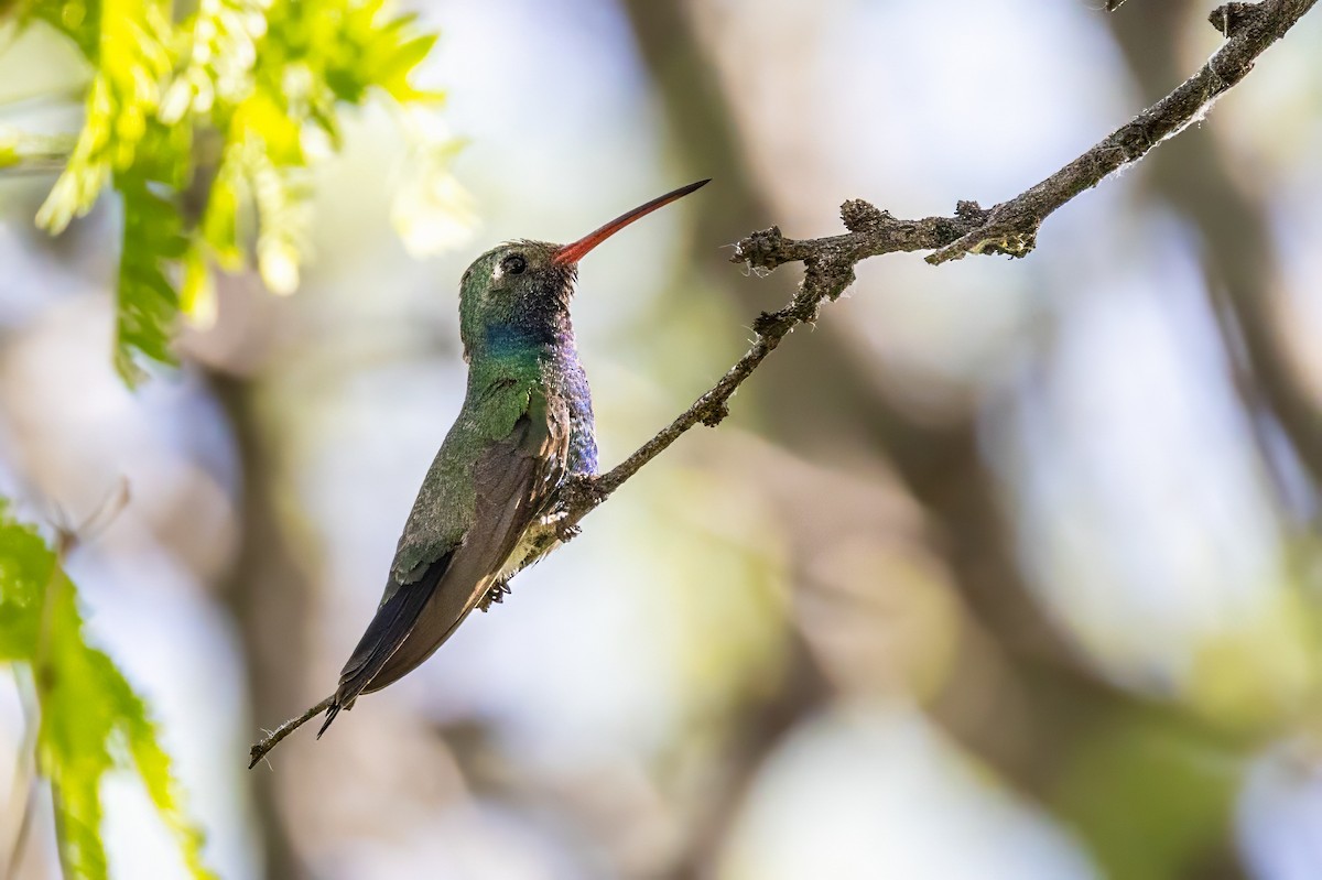 Broad-billed Hummingbird - ML619940249