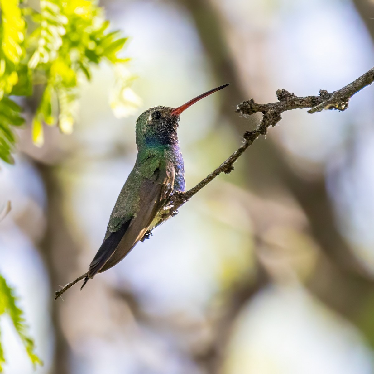 Broad-billed Hummingbird - ML619940254