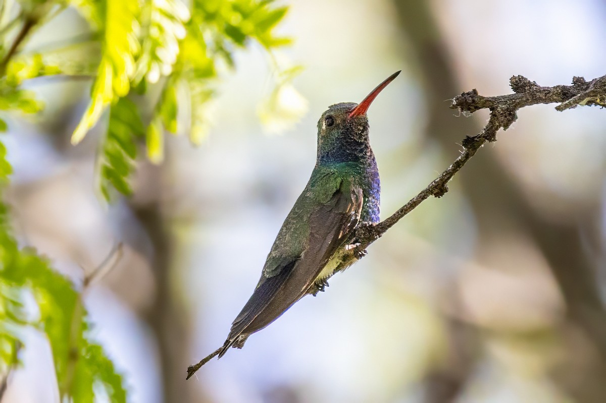 Broad-billed Hummingbird - ML619940255