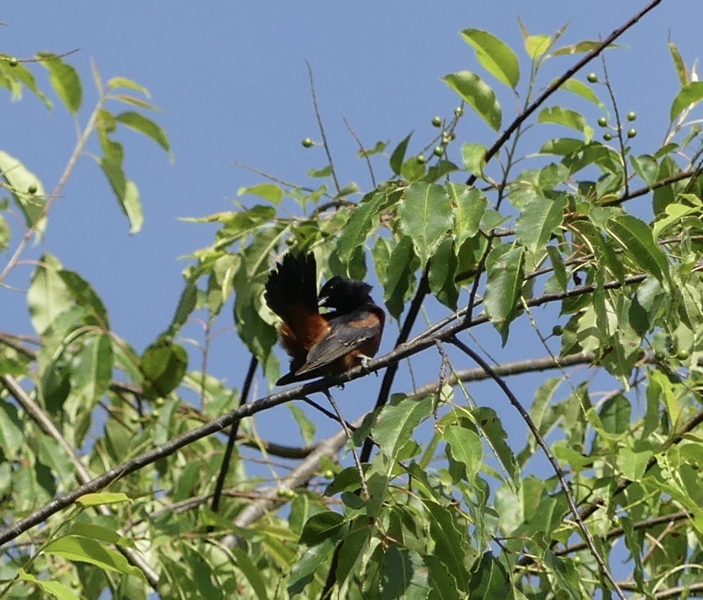 Orchard Oriole - ML619940257