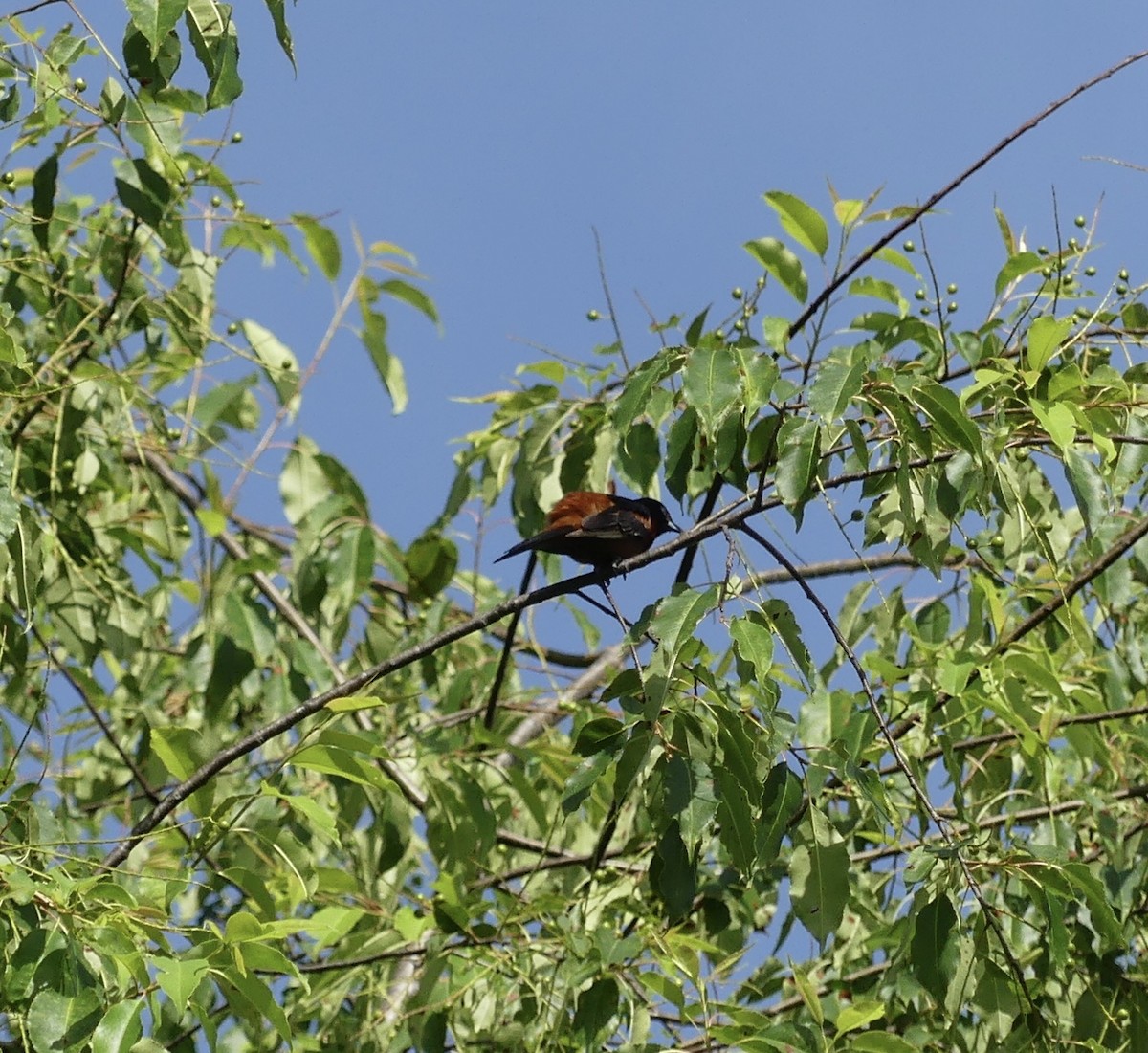 Orchard Oriole - ML619940258