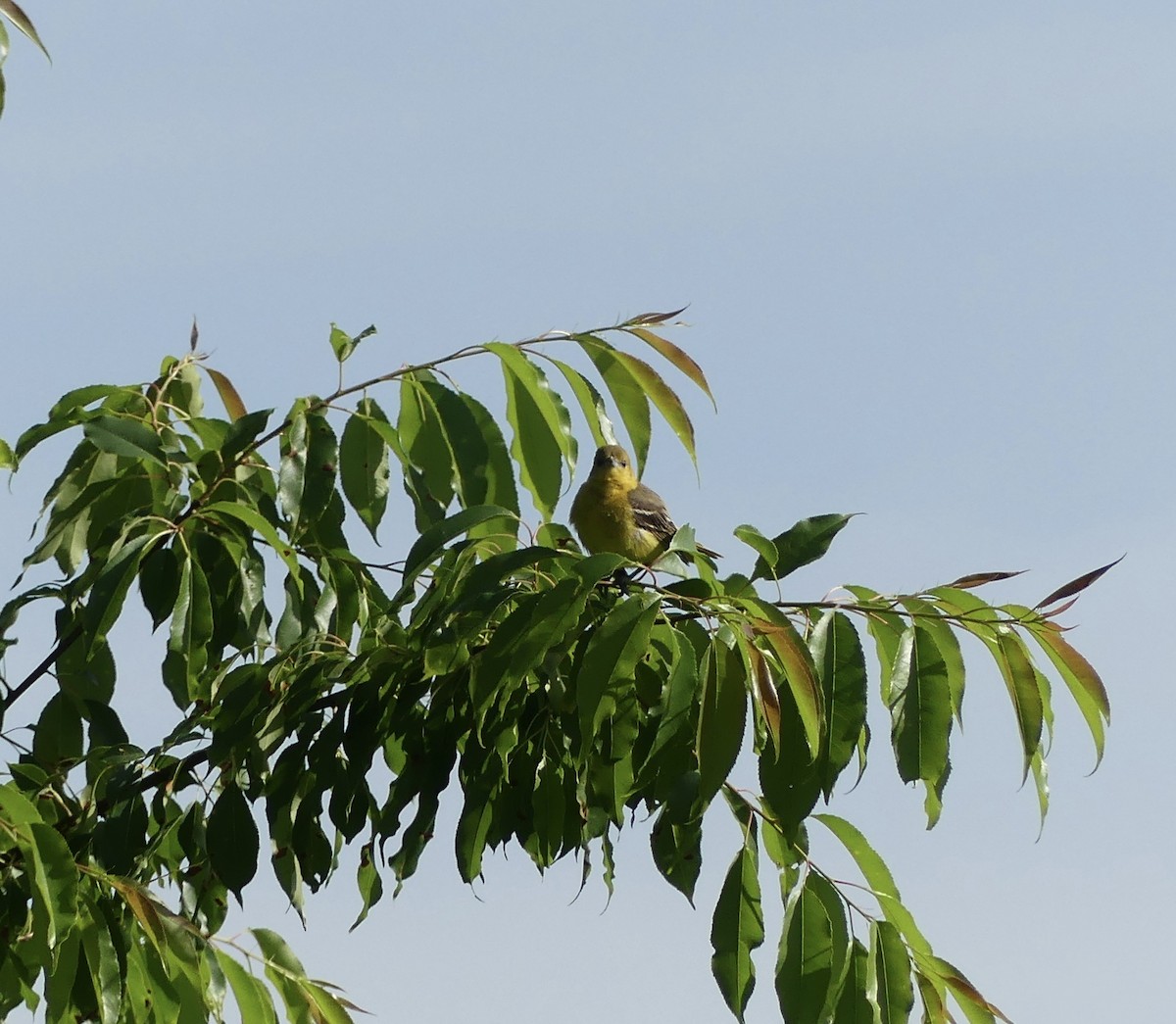 Orchard Oriole - ML619940259