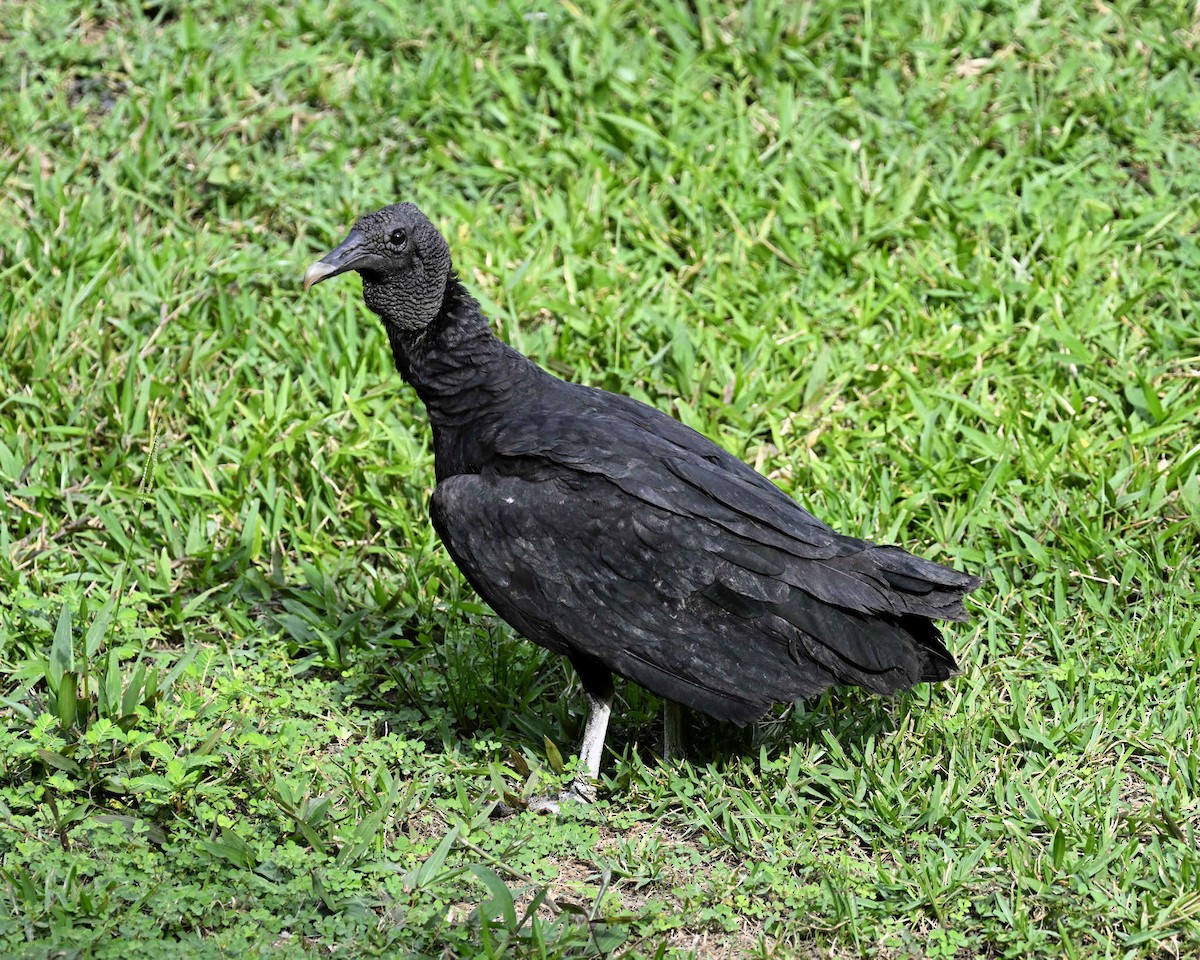 Black Vulture - ML619940260