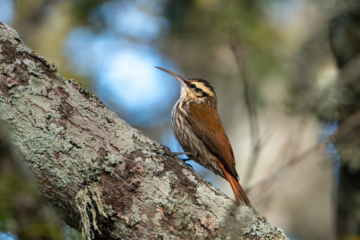 Narrow-billed Woodcreeper - ML619940268