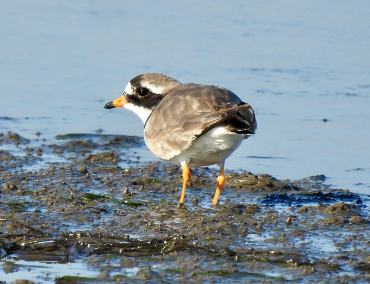 Common Ringed Plover - ML619940279
