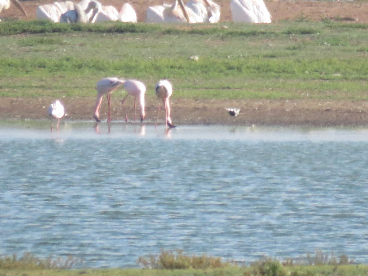 Lesser Flamingo - ML619940285