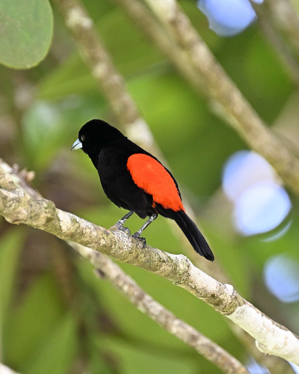 Scarlet-rumped Tanager - ML619940286