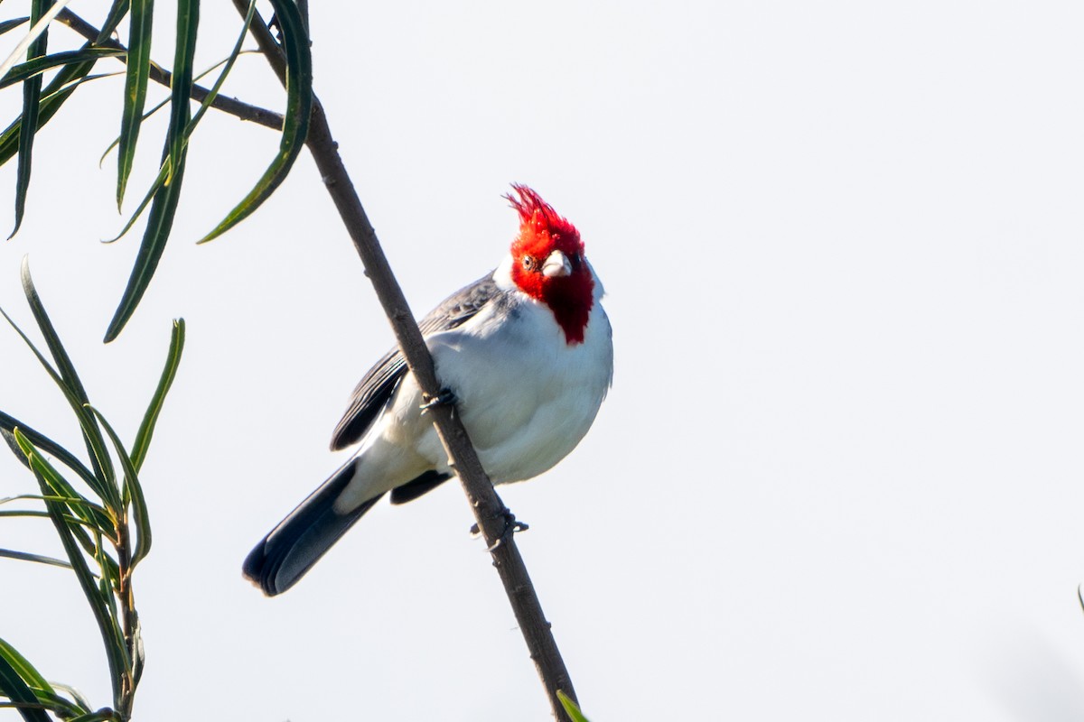 Red-crested Cardinal - ML619940308