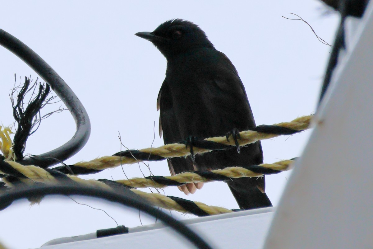 Red-winged Starling - ML619940314