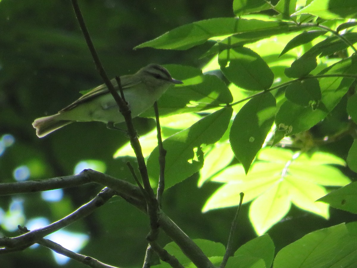Red-eyed Vireo - Randy Fisher