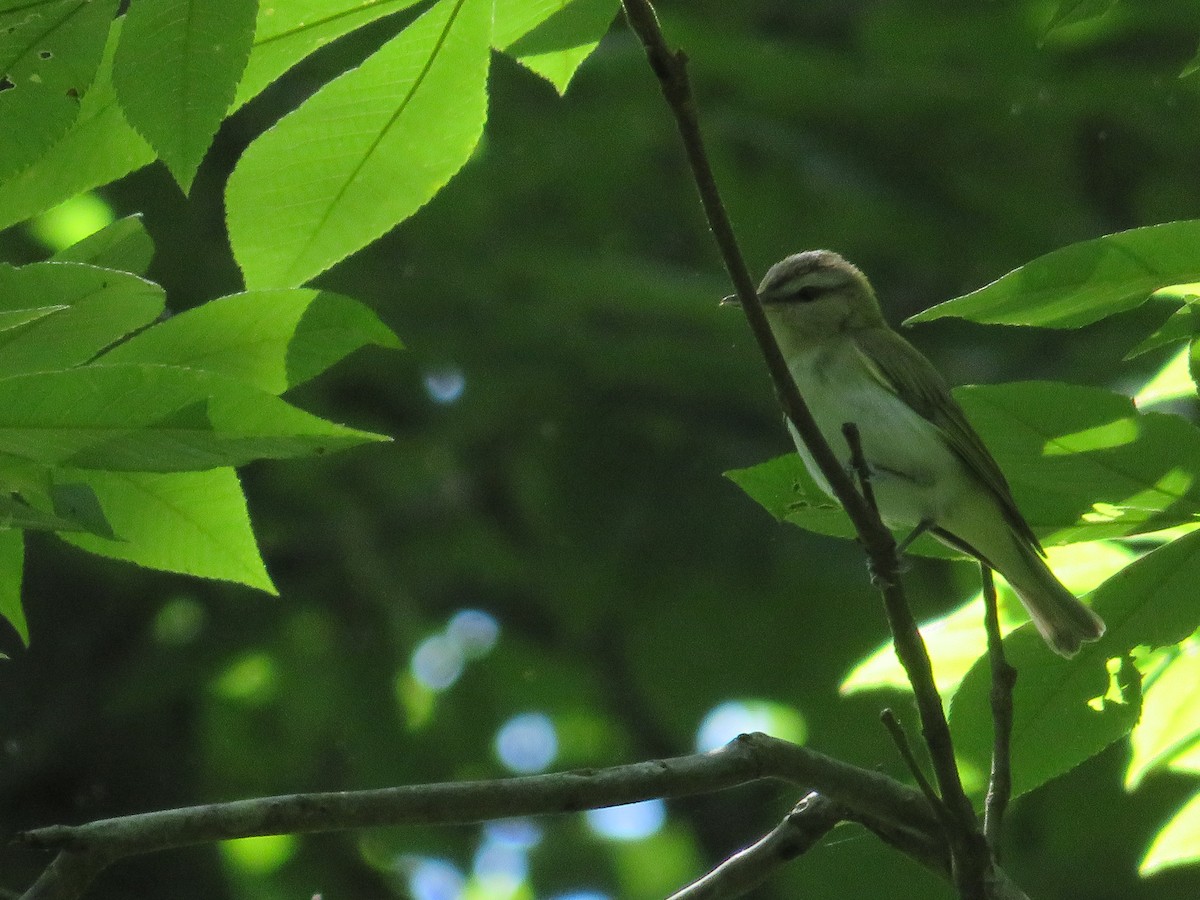 Red-eyed Vireo - ML619940318