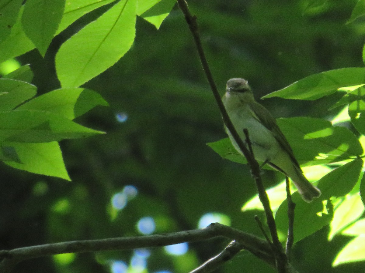 Red-eyed Vireo - ML619940320