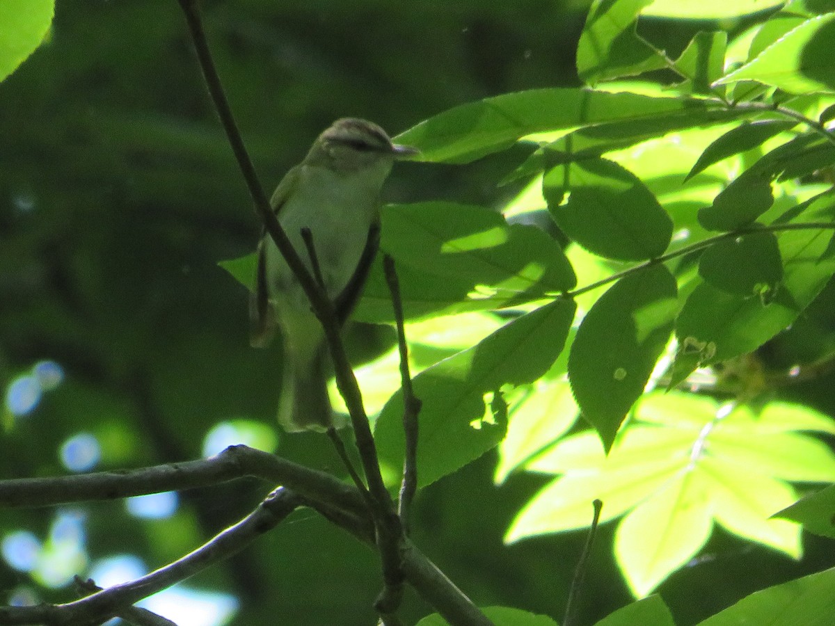 Red-eyed Vireo - ML619940321