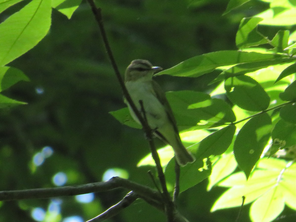 Red-eyed Vireo - ML619940322