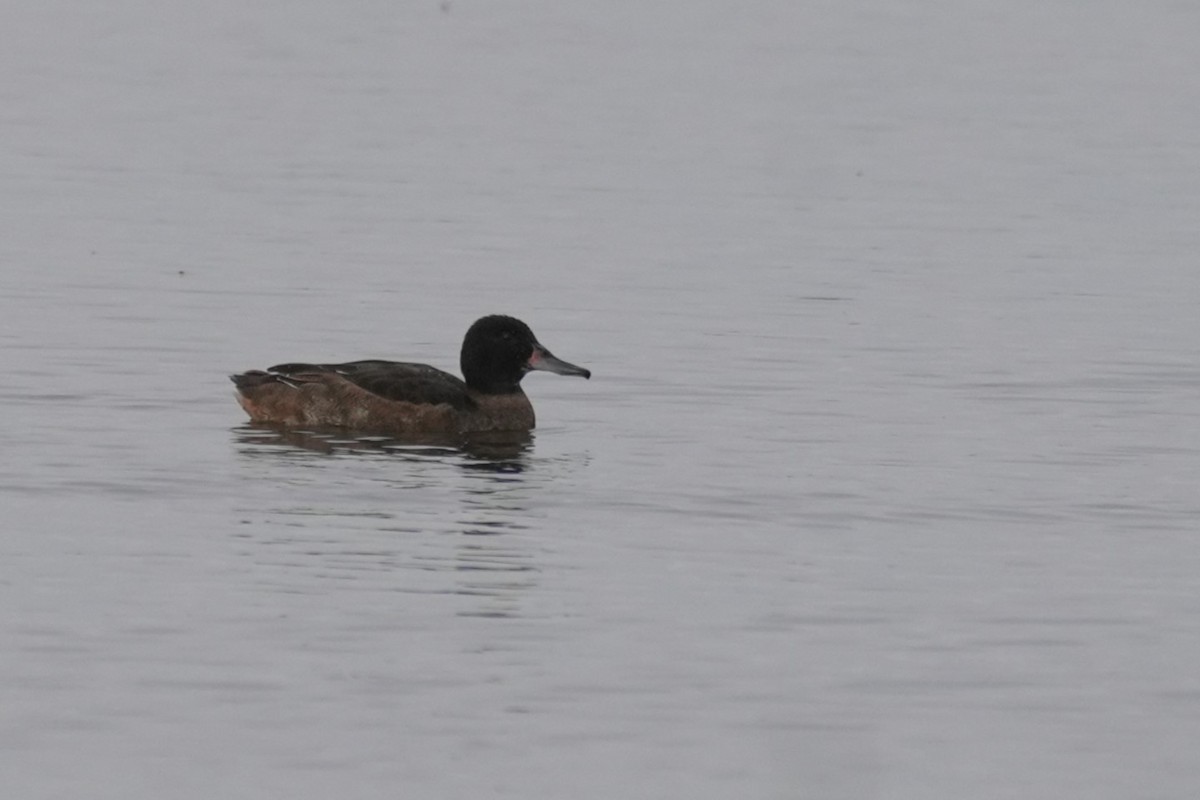 Black-headed Duck - ML619940352