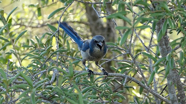 Florida Scrub-Jay - ML619940361