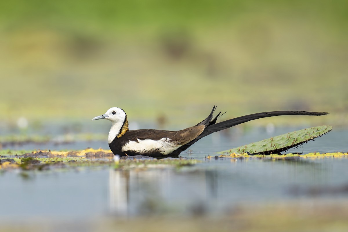 Pheasant-tailed Jacana - ML619940384