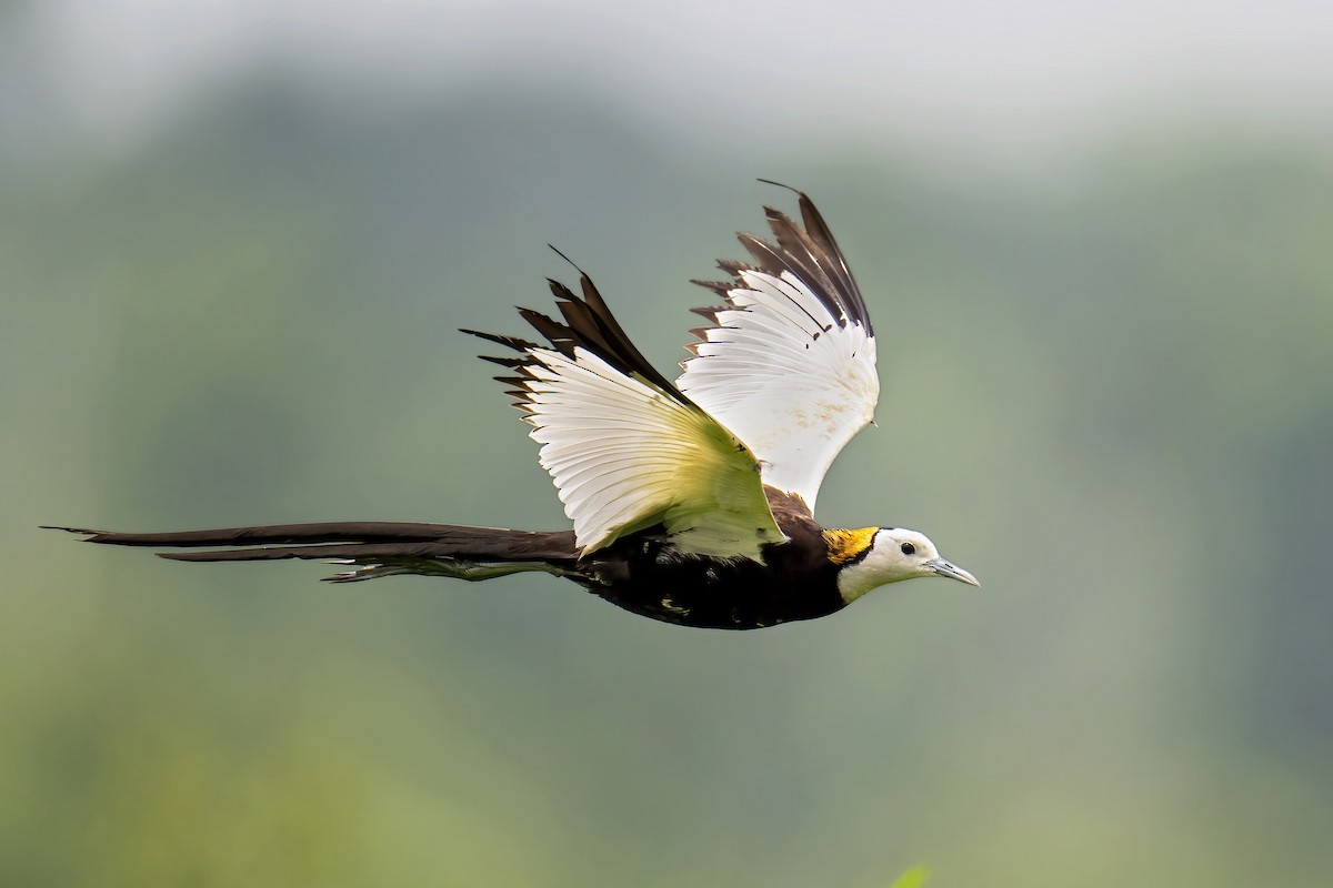 Pheasant-tailed Jacana - ML619940385