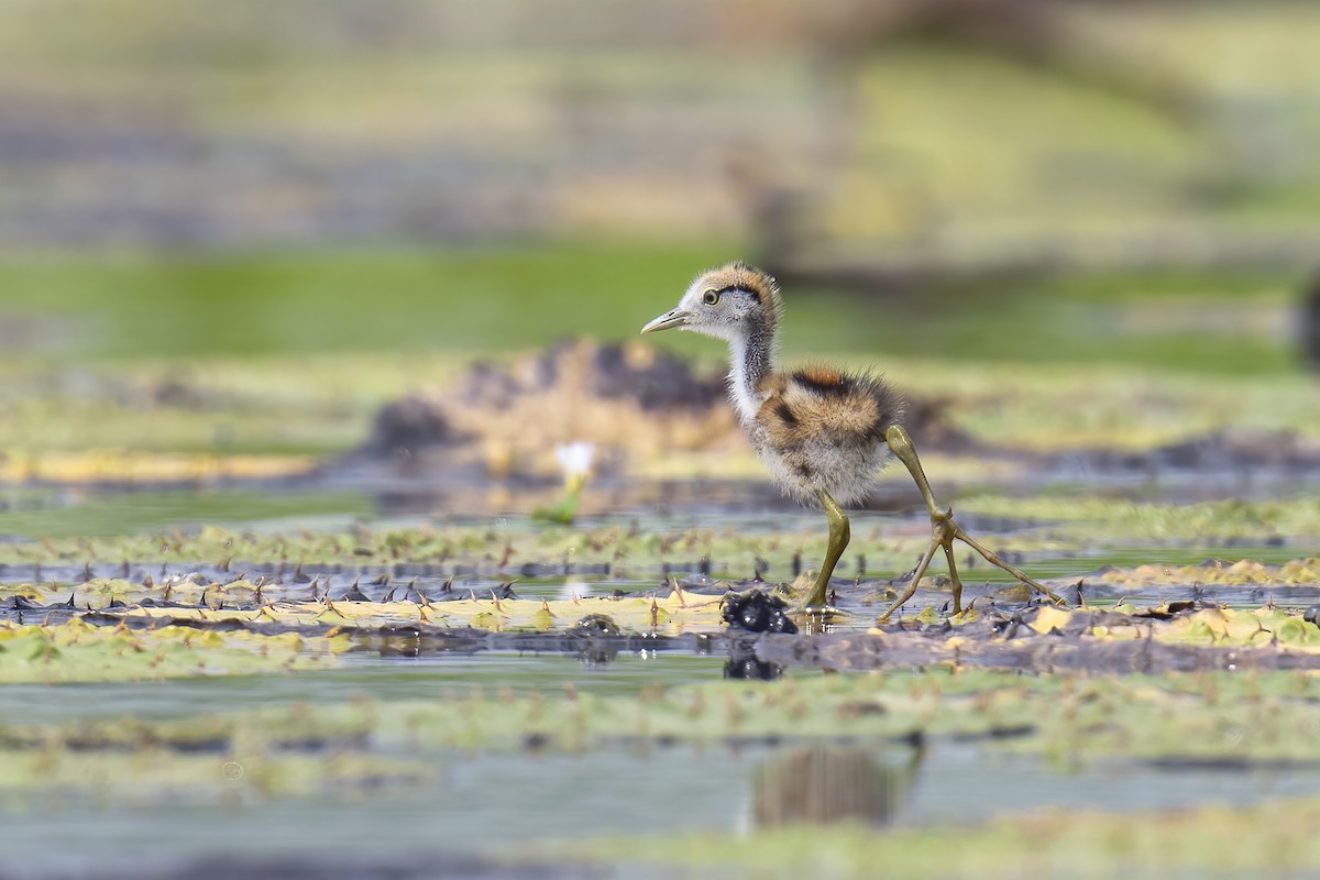 Pheasant-tailed Jacana - ML619940387