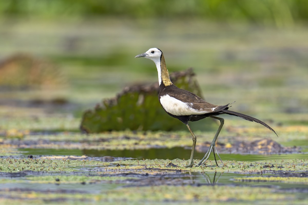 Pheasant-tailed Jacana - ML619940388