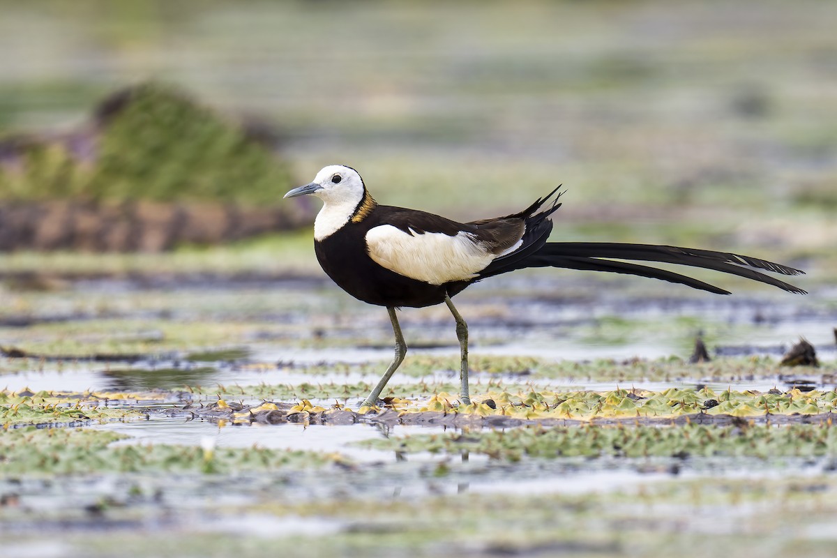 Pheasant-tailed Jacana - ML619940389