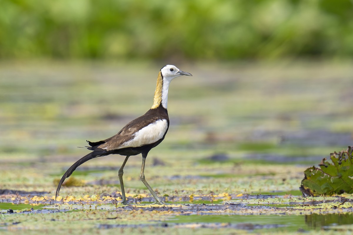 Pheasant-tailed Jacana - Parthasarathi Chakrabarti