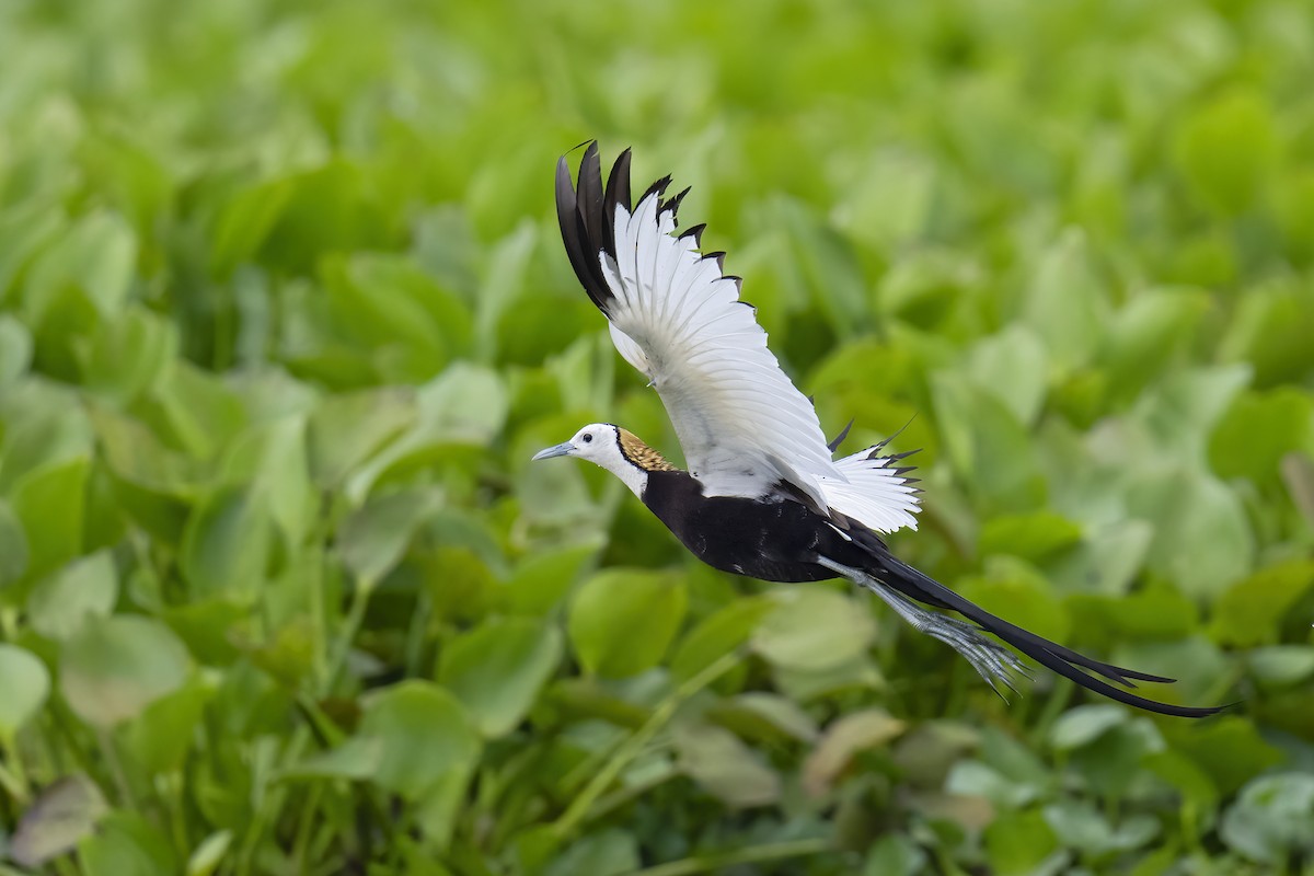 Pheasant-tailed Jacana - ML619940391