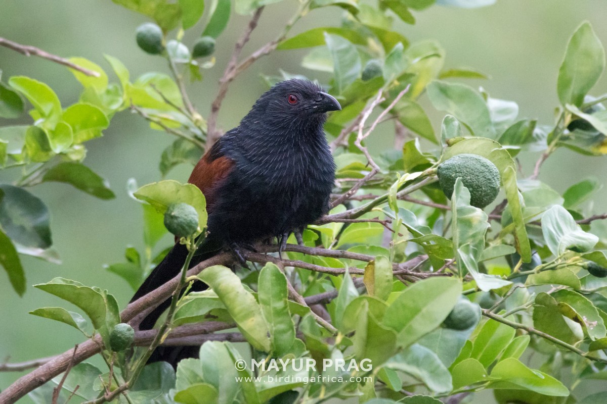 Malagasy Coucal - ML619940407