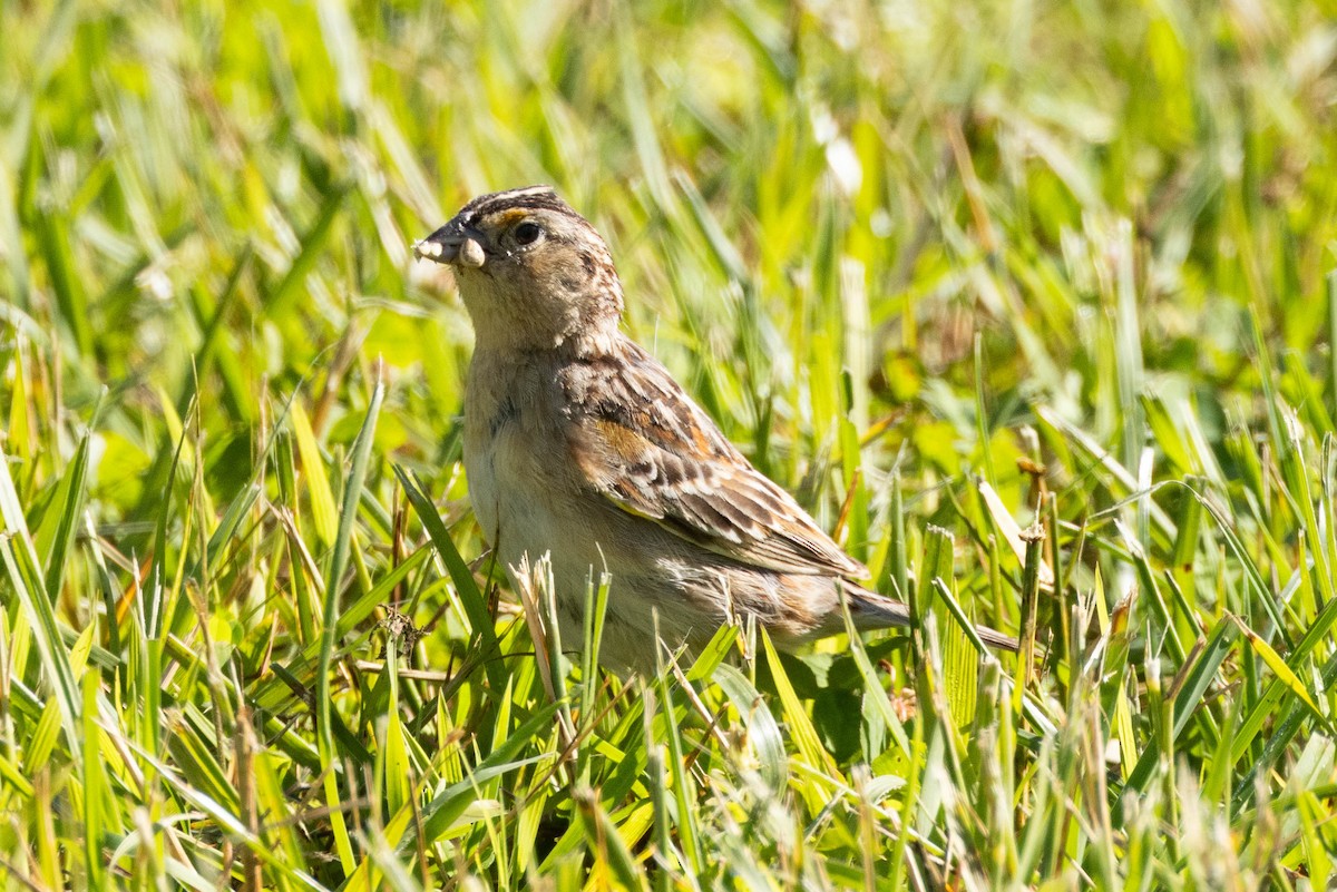 Grasshopper Sparrow - ML619940420