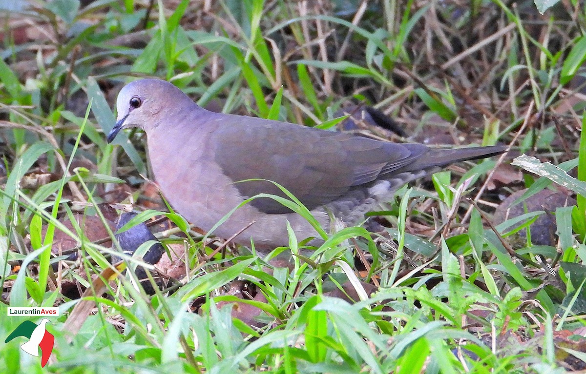 Gray-fronted Dove - ML619940431