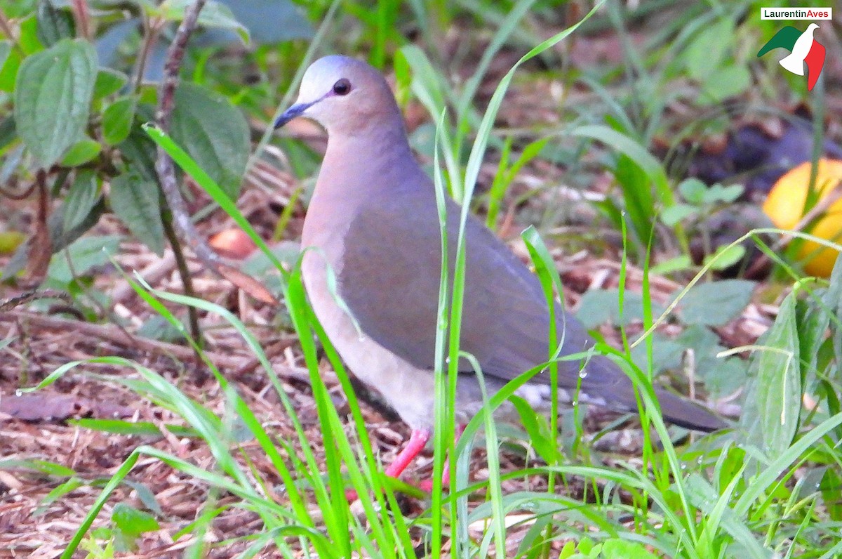 Gray-fronted Dove - ML619940432