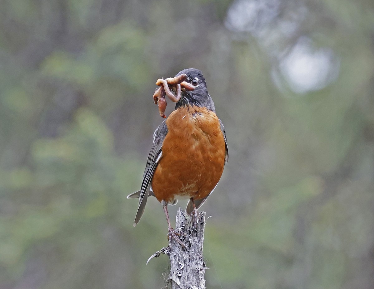 American Robin - ML619940434