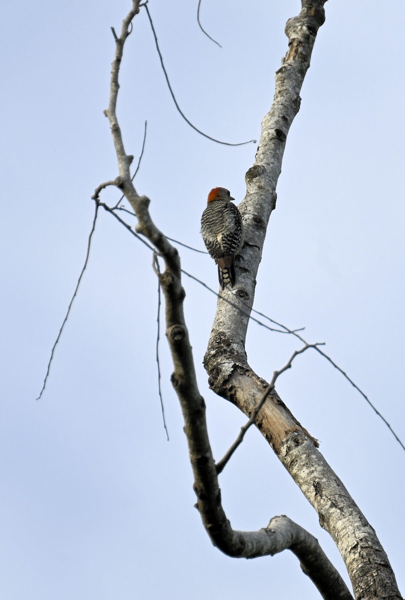 Red-crowned Woodpecker - ML619940436
