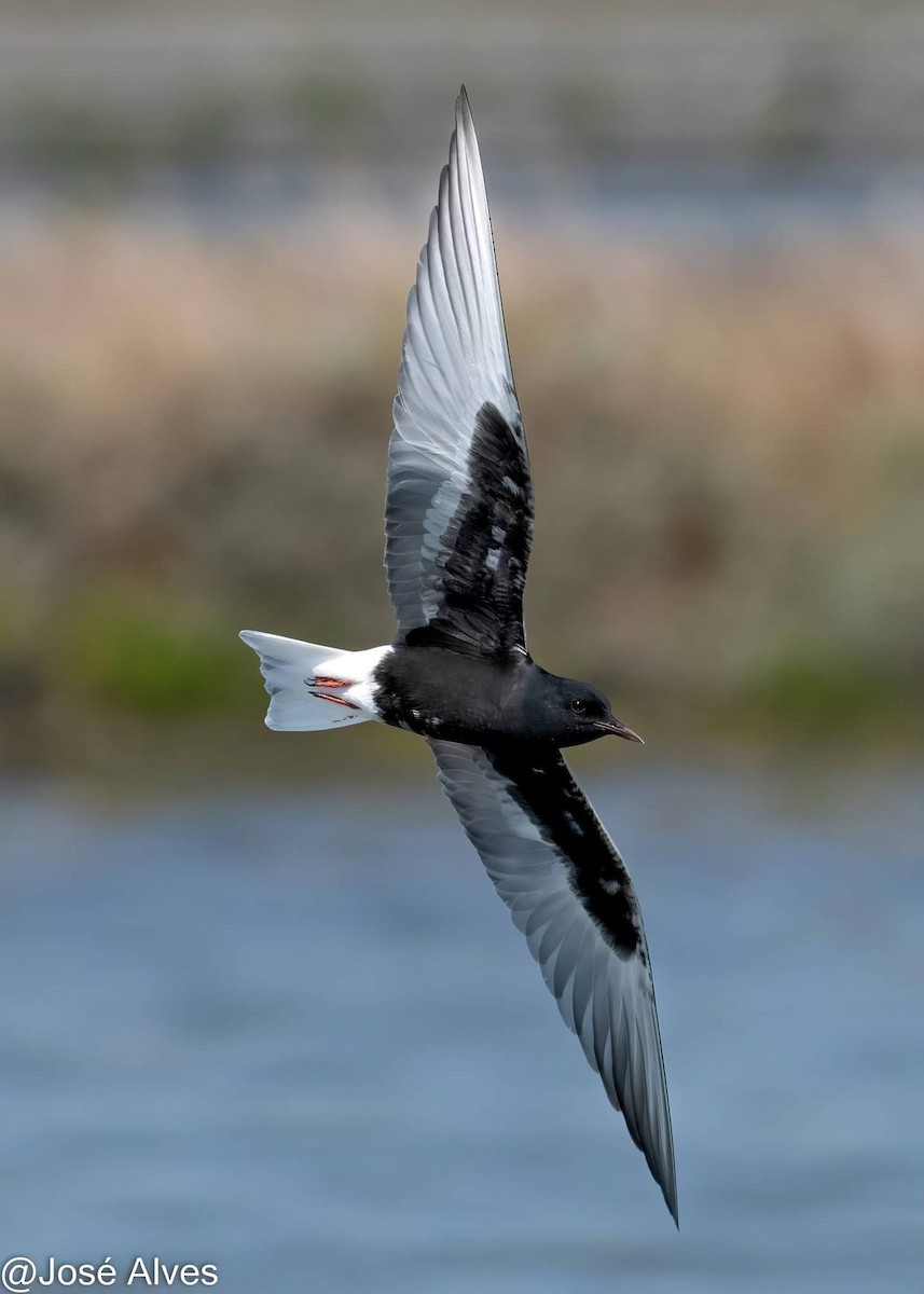 White-winged Tern - ML619940442