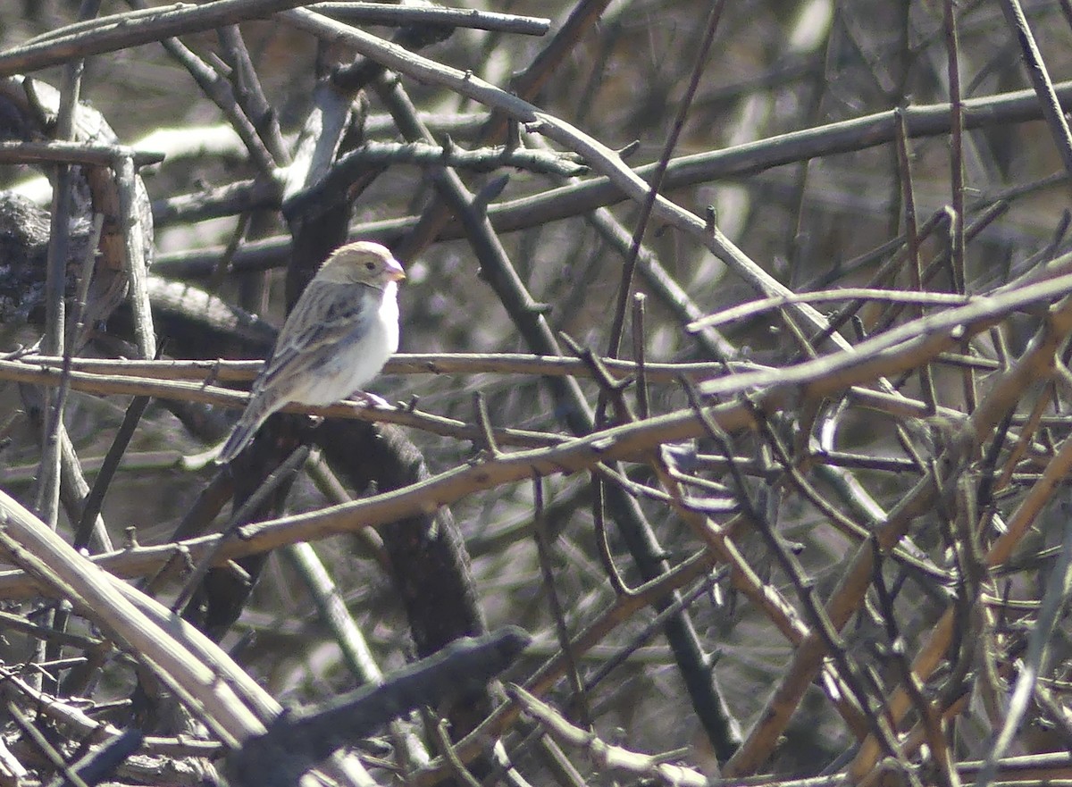 Chestnut-throated Seedeater - ML619940454