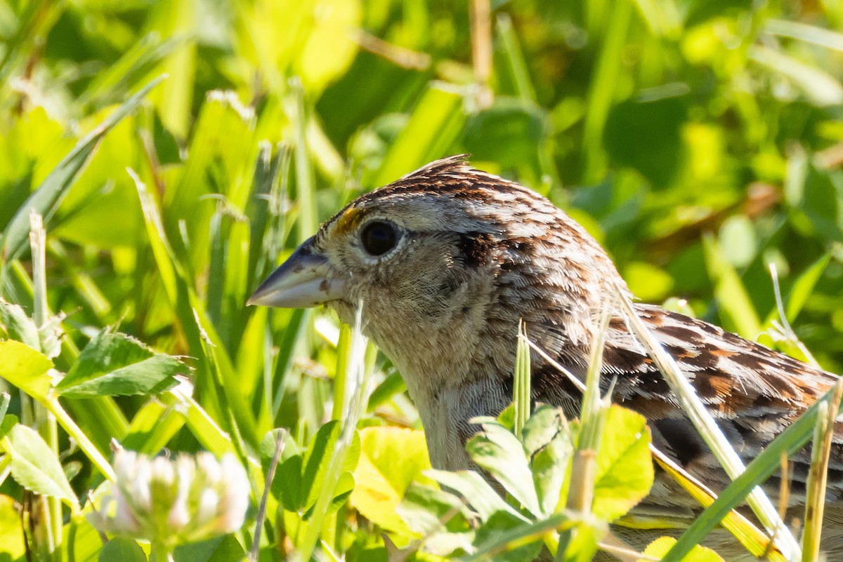 Grasshopper Sparrow - ML619940463