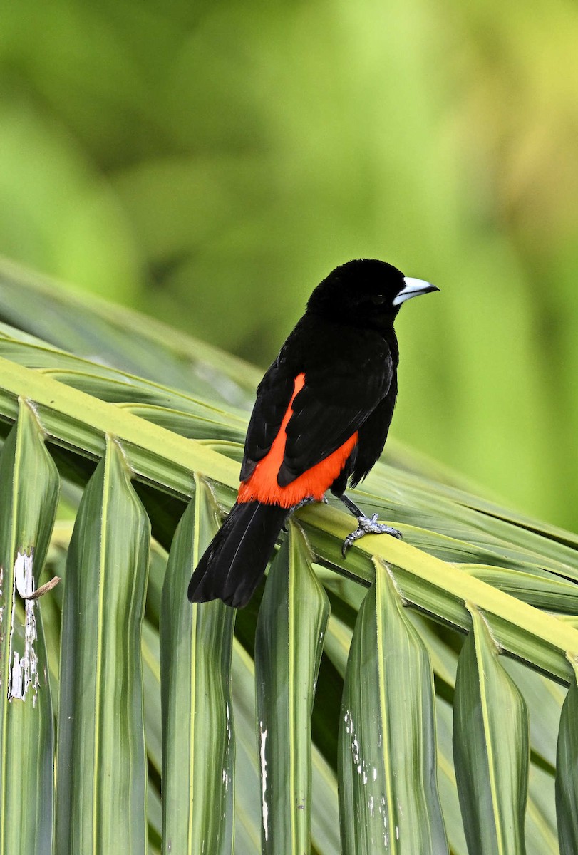 Scarlet-rumped Tanager - ML619940465