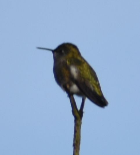 Anna's Hummingbird - ML619940470